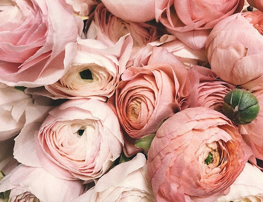 Flower Blog