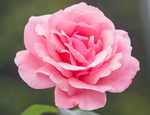 Flower Blog
