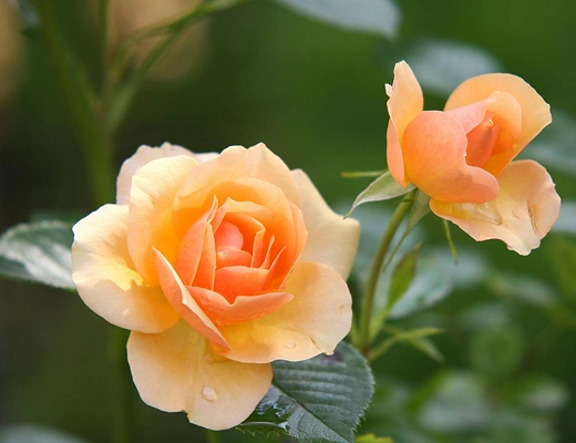 Flower Blog