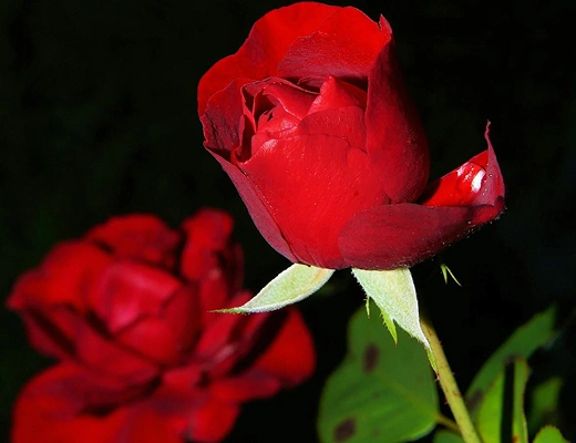 Flower Blog