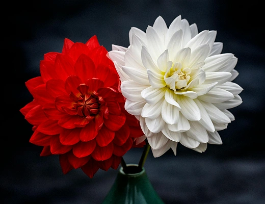 Flower Blog