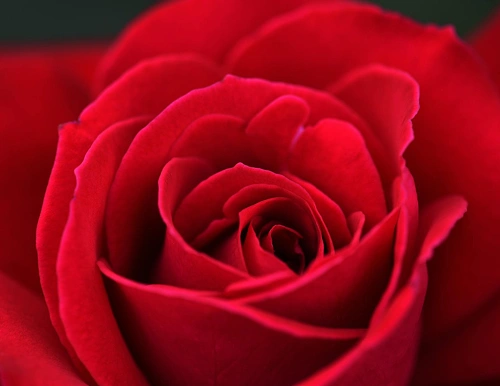 Rose Bouquet