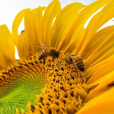 Honey Blog